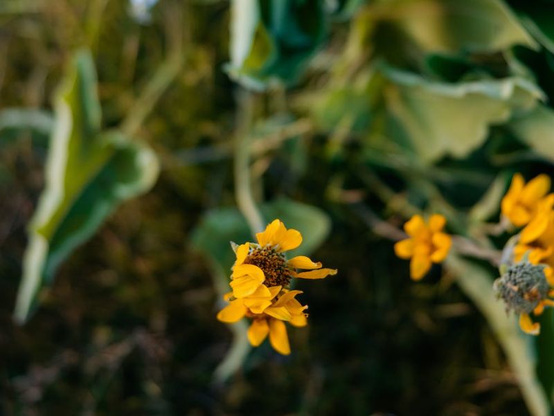 Chiết xuất từ hoa Arnica có tác dụng tuyệt vời với những vết bầm giác hơi